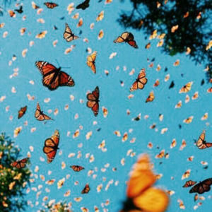 Meet your Posher, Nal